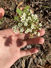 Euphorbia pubentissima