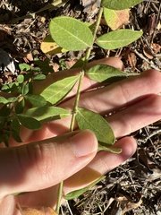 Euphorbia pubentissima