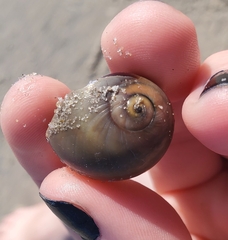 Neverita duplicata