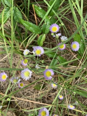 Erigeron quercifolius