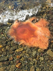 Cyanea ferruginea