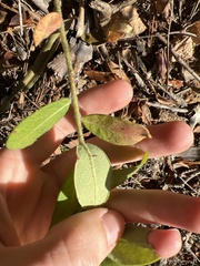 Euphorbia pubentissima