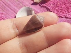 Conus ventricosus