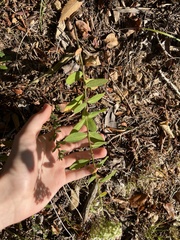 Euphorbia pubentissima