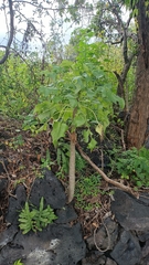 Pittocaulon praecox