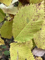 Ulmus thomasii