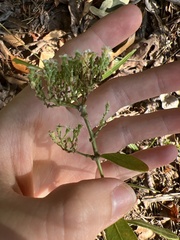 Euphorbia pubentissima