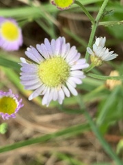 Erigeron quercifolius