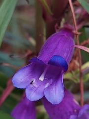 Penstemon gentianoides