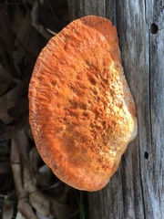 Trametes coccinea