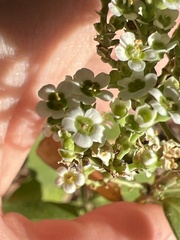 Euphorbia pubentissima