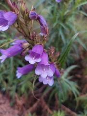 Penstemon gentianoides