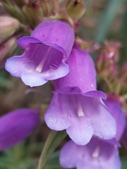 Penstemon gentianoides