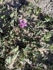 Indigofera glomerata