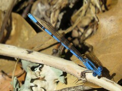 Argia agrioides