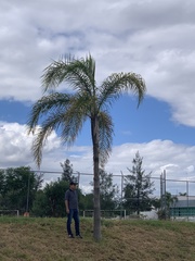 Cocoseae