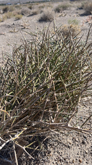 Ephedra nevadensis