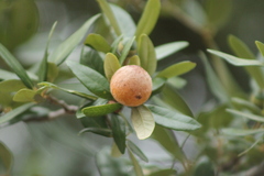 Disholcaspis cinerosa