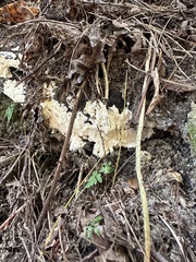 Coniophora puteana