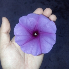 Ipomoea pedicellaris