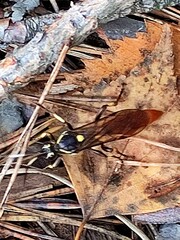 Protichneumon pisorius