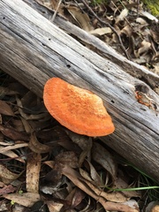 Trametes coccinea