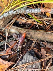 Protichneumon pisorius