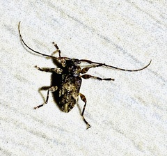 Lagocheirus araneiformis