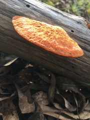 Trametes coccinea