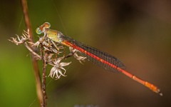 Ceriagrion aeruginosum