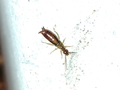 Apterygida albipennis