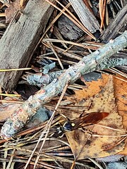 Protichneumon pisorius