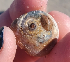 Neverita duplicata