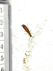 Apterygida albipennis