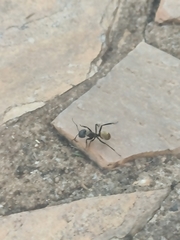 Camponotus sericeiventris