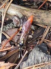 Protichneumon pisorius