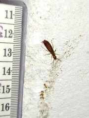 Apterygida albipennis