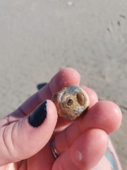 Neverita duplicata