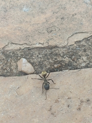 Camponotus sericeiventris