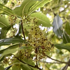 Pittosporum eugenioides