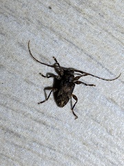 Lagocheirus araneiformis