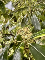 Pittosporum eugenioides