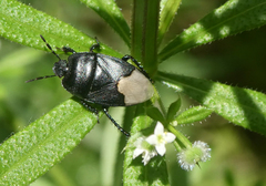 Cydnus aterrimus