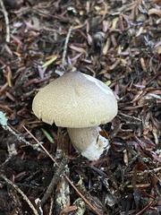 Tricholoma saponaceum