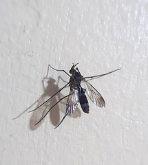 Keroplatidae