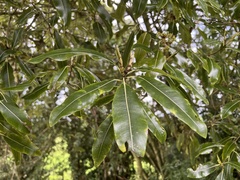 Pittosporum eugenioides