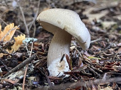 Tricholoma saponaceum