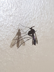Keroplatidae