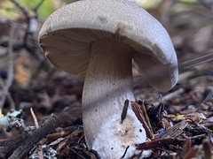 Tricholoma saponaceum