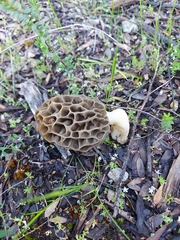 Morchella